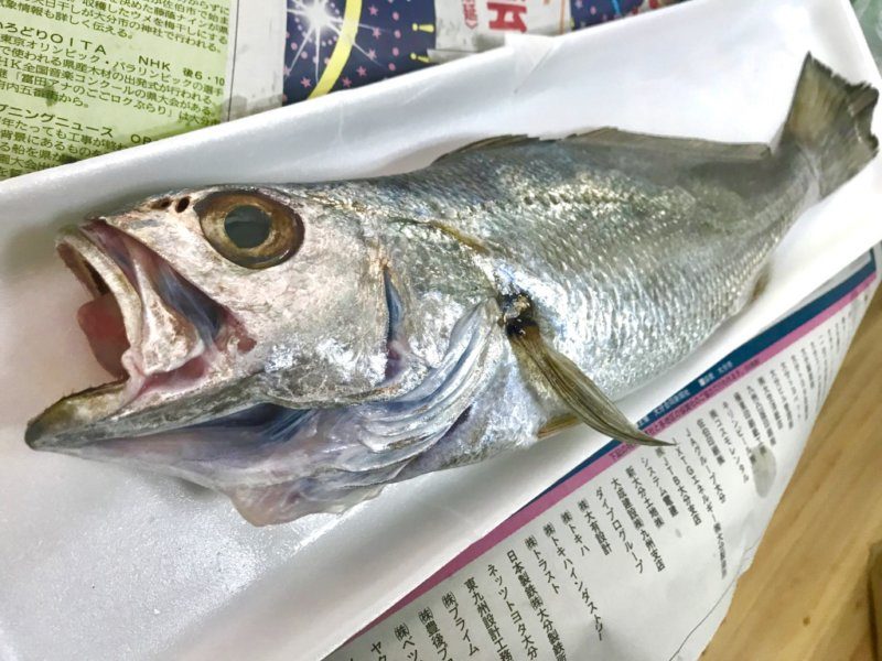 カマガリは、とてもおいしい臼杵の特産魚